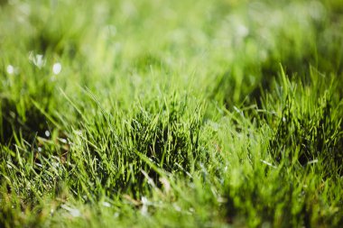 Taze yeşil bulanık çimen arkaplanı