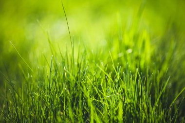 Taze yeşil bulanık çimen arkaplanı