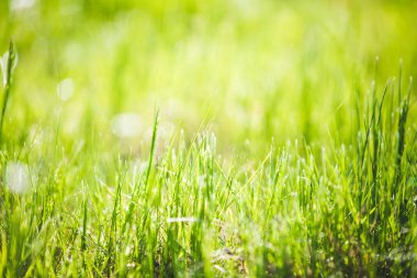Taze yeşil bulanık çimen arkaplanı