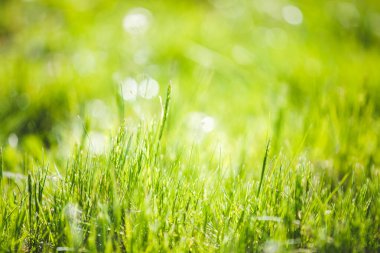 Taze yeşil bulanık çimen arkaplanı