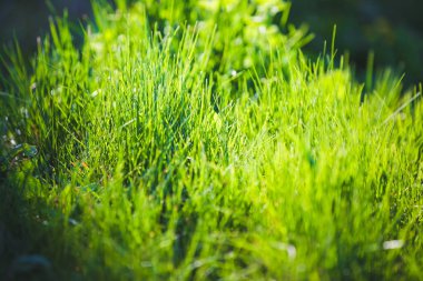 Taze yeşil bulanık çimen arkaplanı