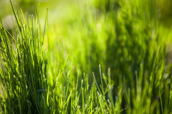 Taze Yeşil Bulanık Çimen Arkaplanı — Stok fotoğraf