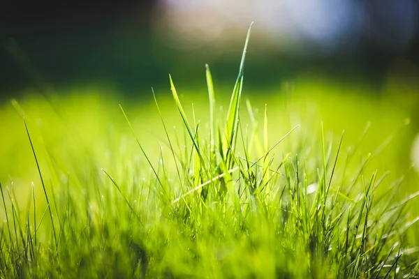Свежий Зеленый Размытый Травяной Фон — стоковое фото