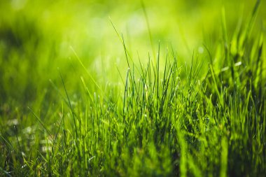 Bulanık yeşil çimen arkaplanı 