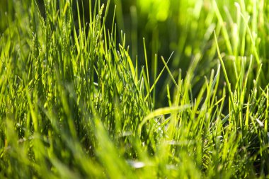 Bulanık yeşil çimen arkaplanı 