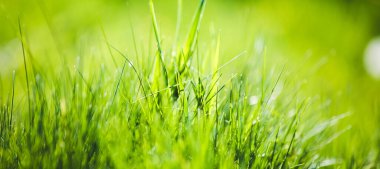 Bulanık yeşil çimen arkaplanı 