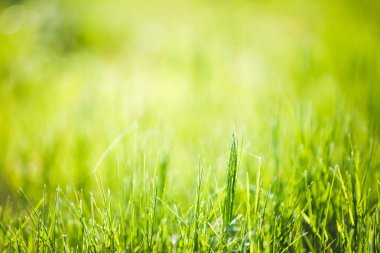 Bulanık yeşil çimen arkaplanı 