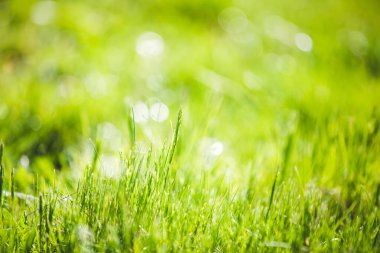 Bulanık yeşil çimen arkaplanı 