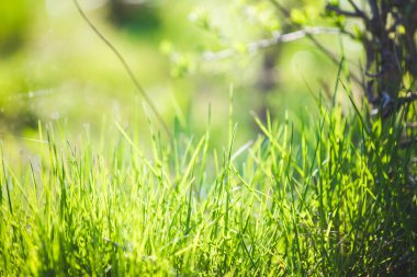 Bulanık yeşil çimen arkaplanı 