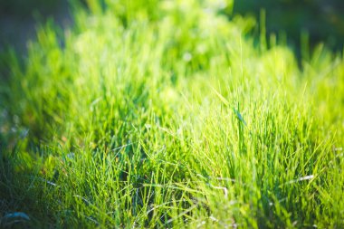 Bulanık yeşil çimen arkaplanı 