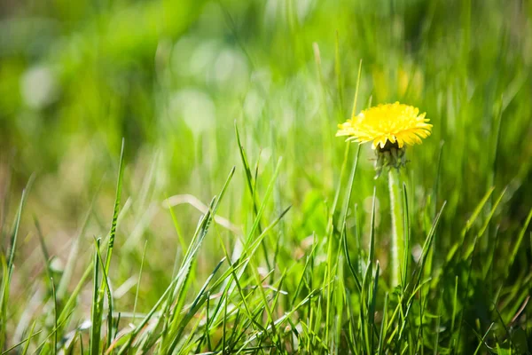 要旨青緑色の春草背景 — ストック写真