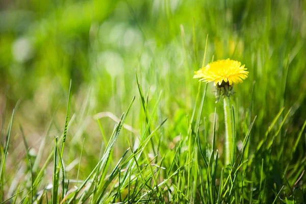 Abstrakte Verschwommene Grüne Frühlingsgras Hintergrund — Stockfoto