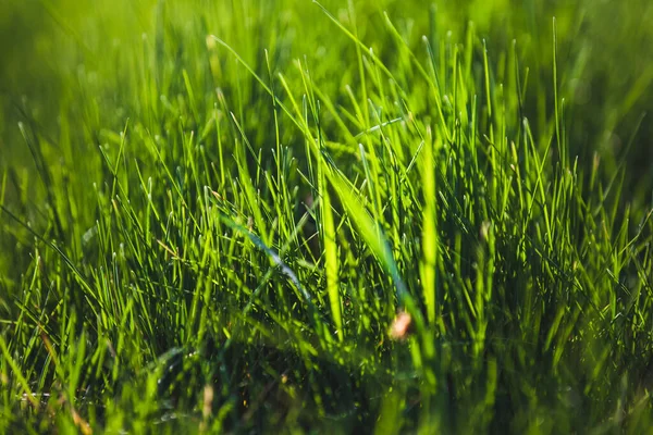 Abstract Wazig Groen Voorjaar Gras Achtergrond — Stockfoto