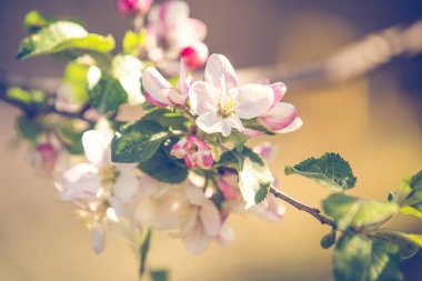 Bahar elması çiçeği açtı.