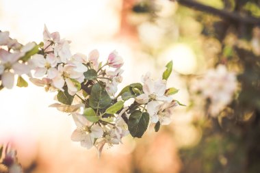 Bahar elması çiçeği açtı.