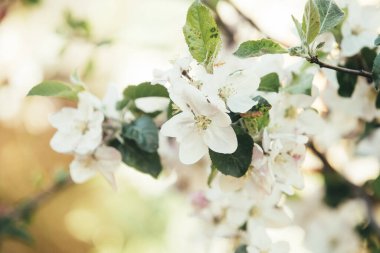 Bahar elması çiçeği açtı.