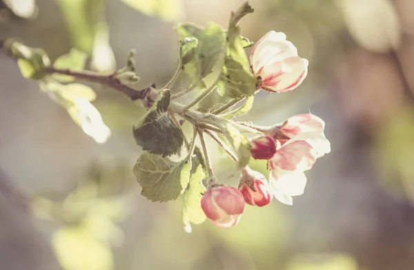 Flores Manzano Primavera Flor —  Fotos de Stock