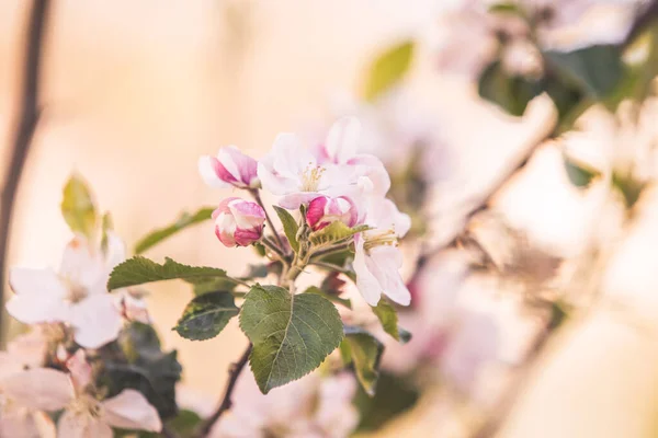 Wiosna Jabłoń Kwiaty Rozkwicie — Zdjęcie stockowe