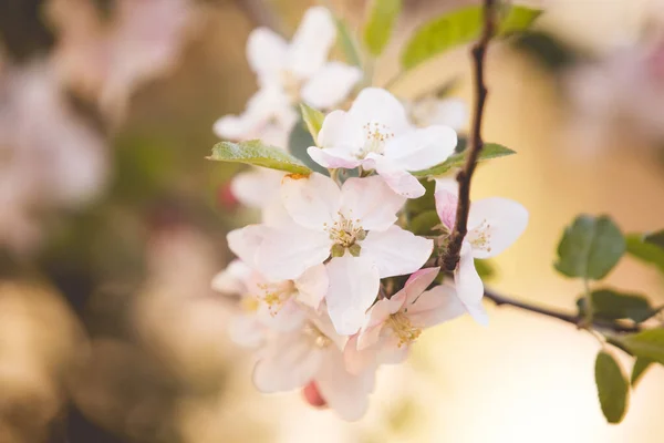 Flores Manzano Primavera Flor —  Fotos de Stock
