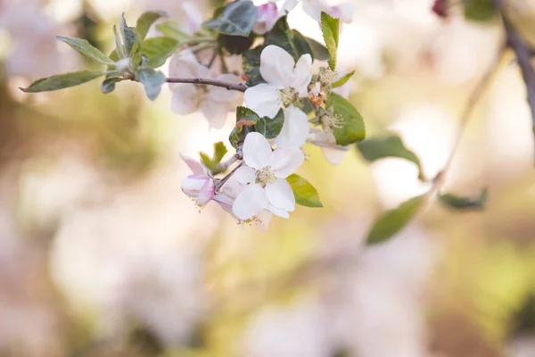 Wiosna Jabłoń Kwiaty Rozkwicie — Zdjęcie stockowe