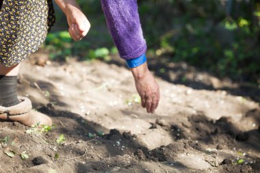 Sebze eken yaşlı bir kadın.