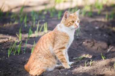 Sebze bahçesinde oynayan turuncu tekir kedi. 