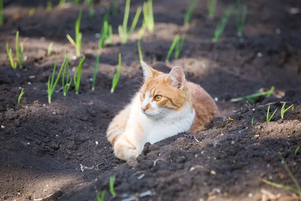 Pomarańczowy Kot Tabby Bawi Się Ogrodzie Warzywnym — Zdjęcie stockowe