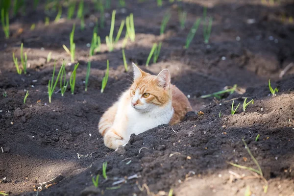 Orange Gestromte Katze Spielt Gemüsegarten — Stockfoto