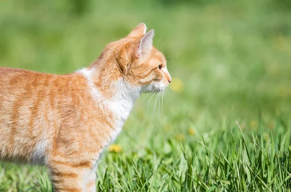 Orange Gestromte Katze Draußen Garten — Stockfoto