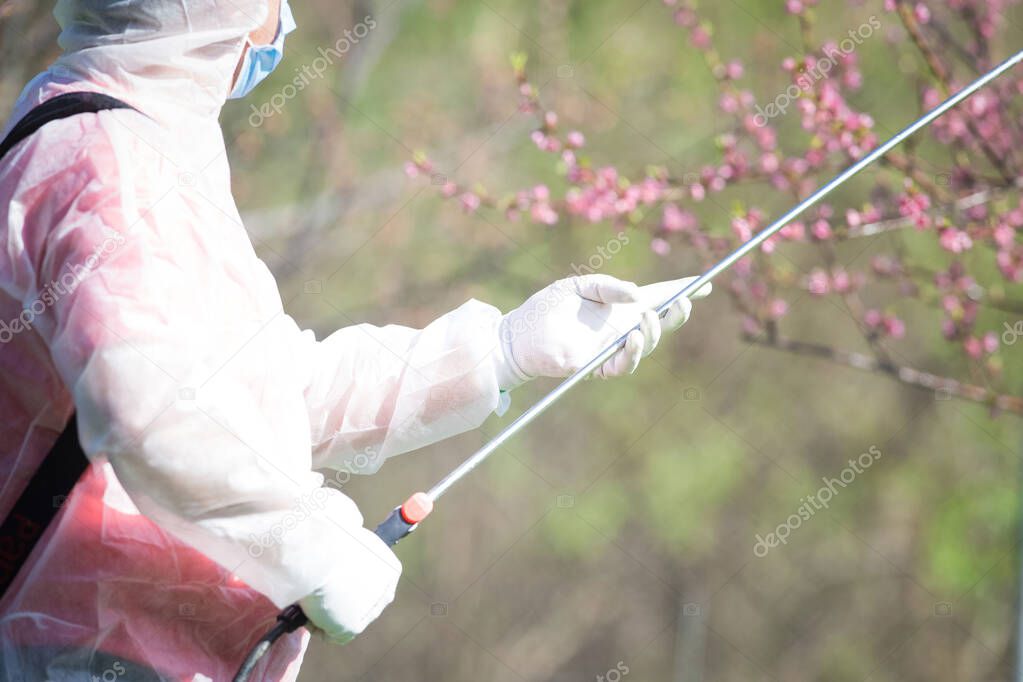 Man in protective suit spraying trees in spring 