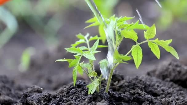 Tomatensprossen Gemüsegarten Gießen — Stockvideo