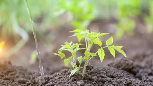 Tomatensprossen Gemüsegarten Gießen — Stockvideo