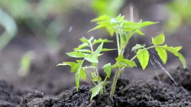 Watering Tomato Sprout Vegetable Garden — Stock Video