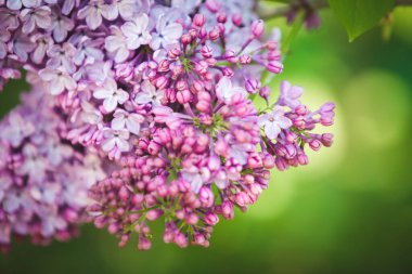 Yaygın Mor Leylak (şırınga vulgaris) bahar arkaplanı