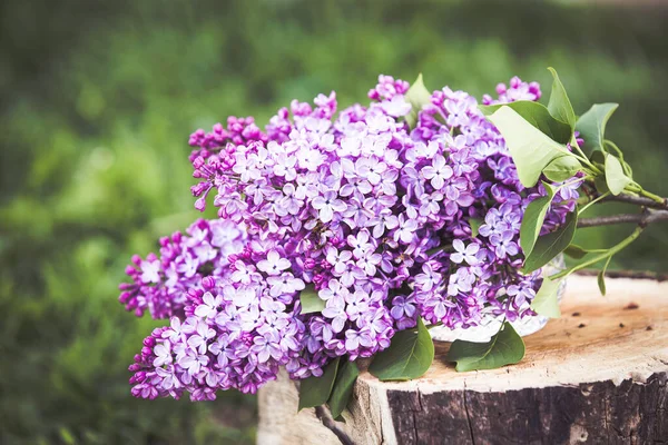 Comune Viola Lilla Siringa Vulgaris Primavera Sfondo — Foto Stock