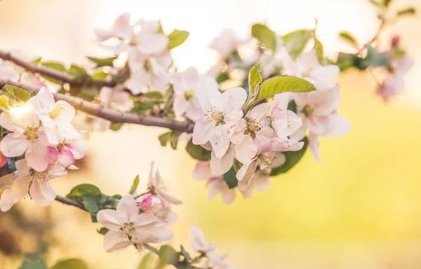 Jabłko Kwiaty Tle Wiosna Kwiat — Zdjęcie stockowe