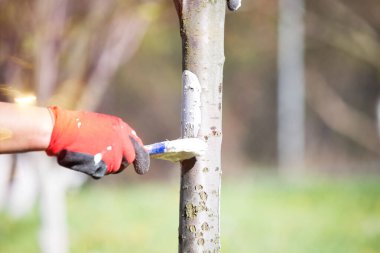 Ağaç beyazlatma bahar işi geçmişi 