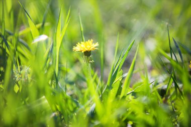 Soyut yeşil çimen arkaplanı