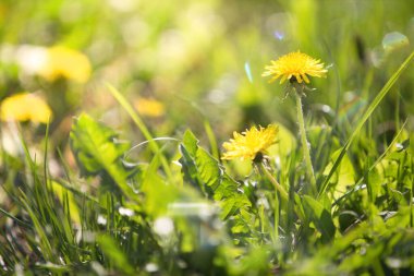 Soyut yeşil çimen arkaplanı