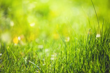 Soyut yeşil çimen arkaplanı