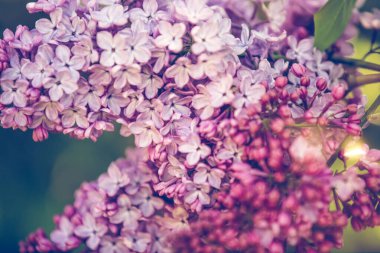 Yaygın mor leylak şırıngası vulgaris bahar arkaplanı