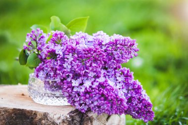 Common purple lilac  Syringa vulgaris spring background clipart