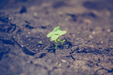 Kuraklıkta filizlenen fasulye tohumu.