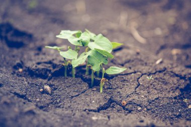 Kuraklıkta filizlenen fasulye tohumu.