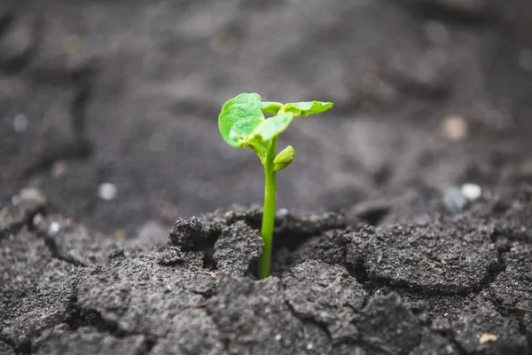 Sementes Feijão Germinadas Seca — Fotografia de Stock