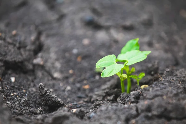 Sementes Feijão Germinadas Seca — Fotografia de Stock