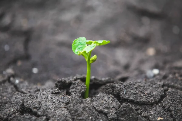 Sementes Feijão Germinadas Seca — Fotografia de Stock