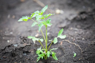 Bahçede büyüyen domates tohumu.