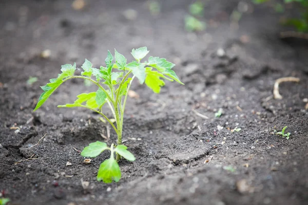 Mudas Tomate Crescendo Jardim — Fotografia de Stock