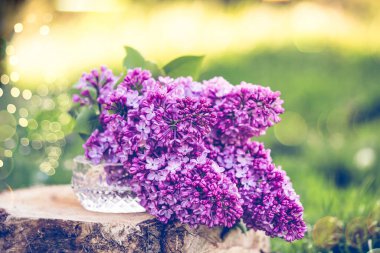 Yaygın mor leylak bahar düğünü arka planı